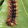 Gypsy Moth Caterpillar